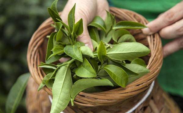 沂南风味大叶子茶